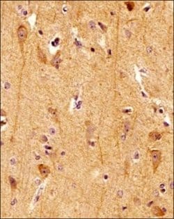 Spectrin beta 3 Antibody (1287A) - Azide and BSA Free, Novus Biologicals
